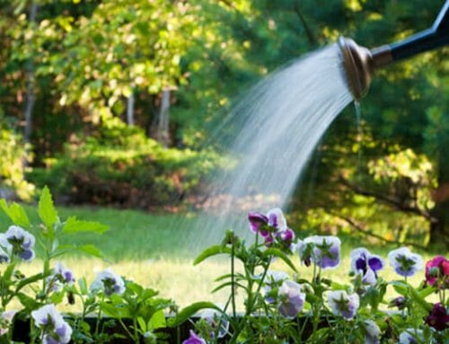 Best Time to Water a Garden