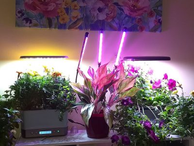 Yoyomax Grow Light for Indoor Plants